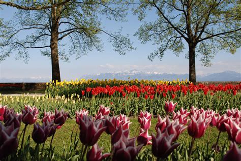 morges tulpen|Morges Tulip Festival: Where to See Tulips in Switzerland